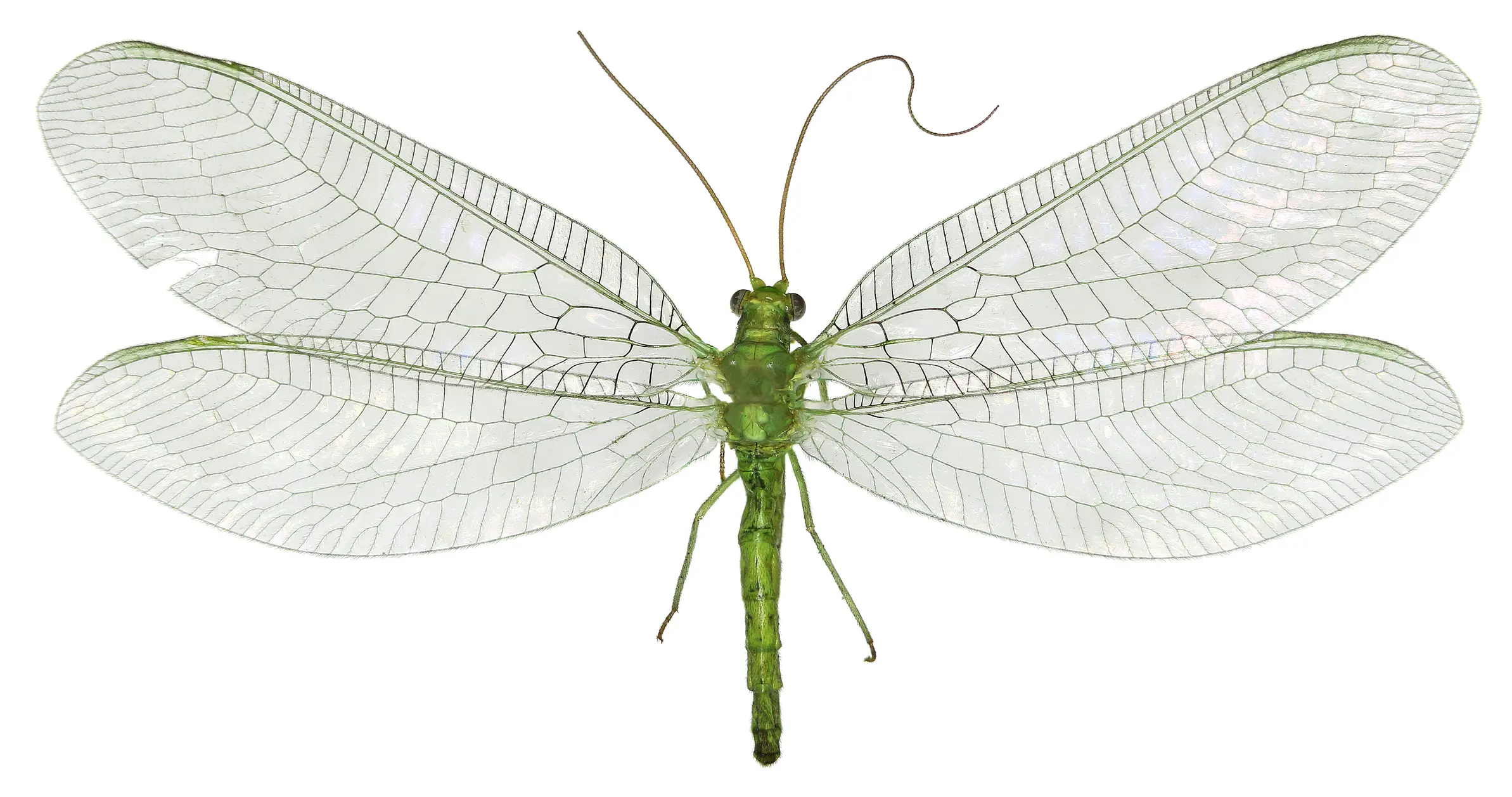 green lacewing botanical illustration