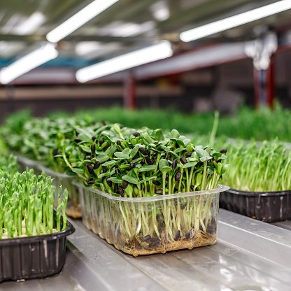 Simplify Your Sprout Production Planning