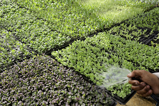 Stay on Top of Fast-Moving Sprout Cycles