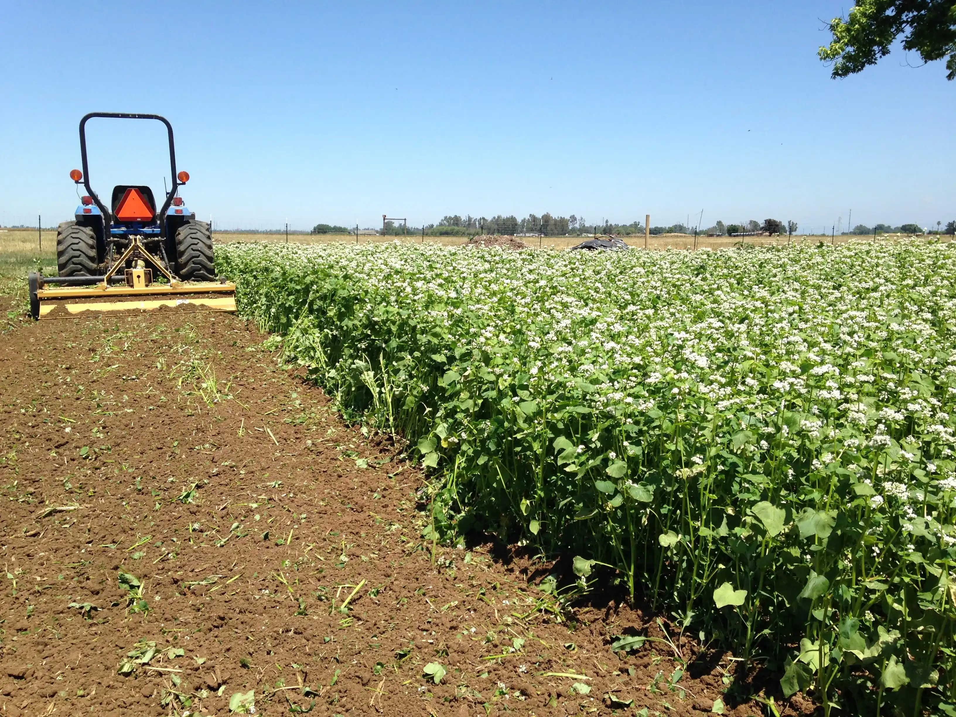 blog cover crop buckwheat and brassicas