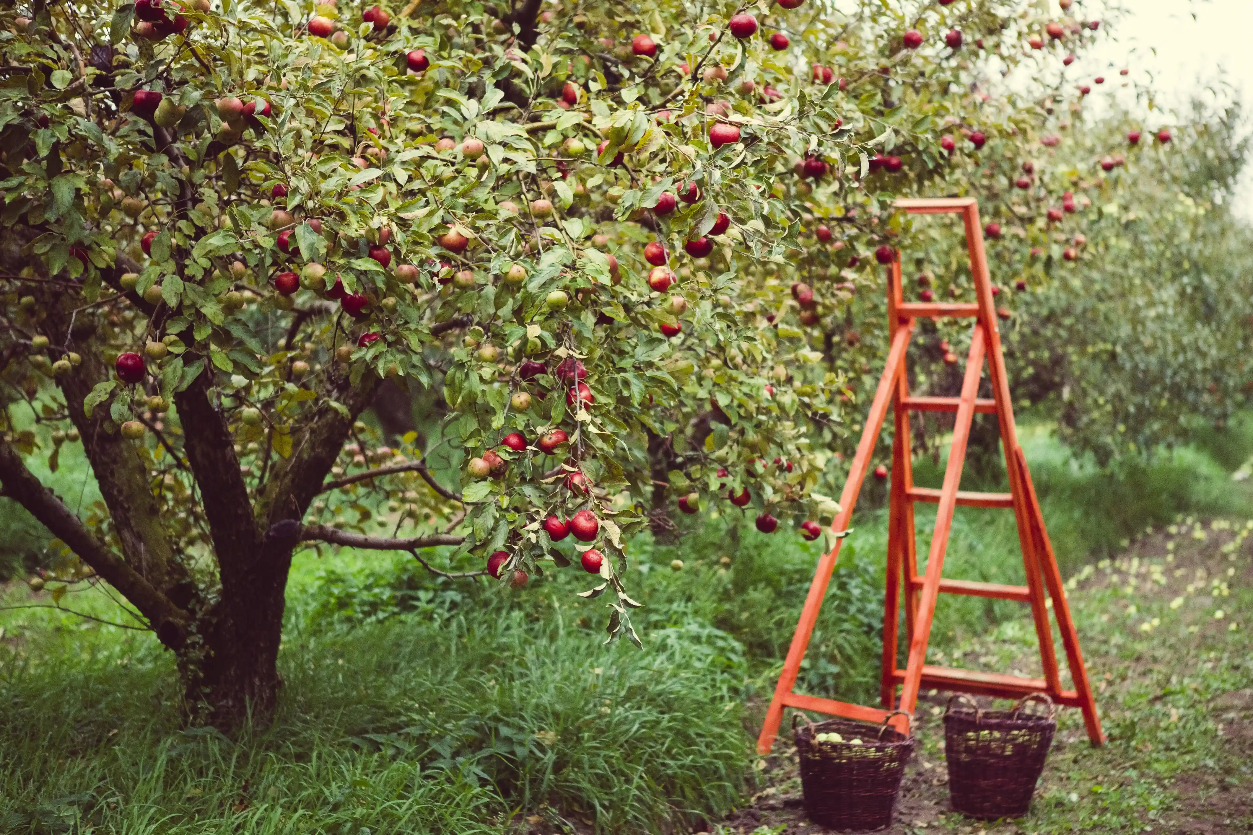 blog starting an orchard how to