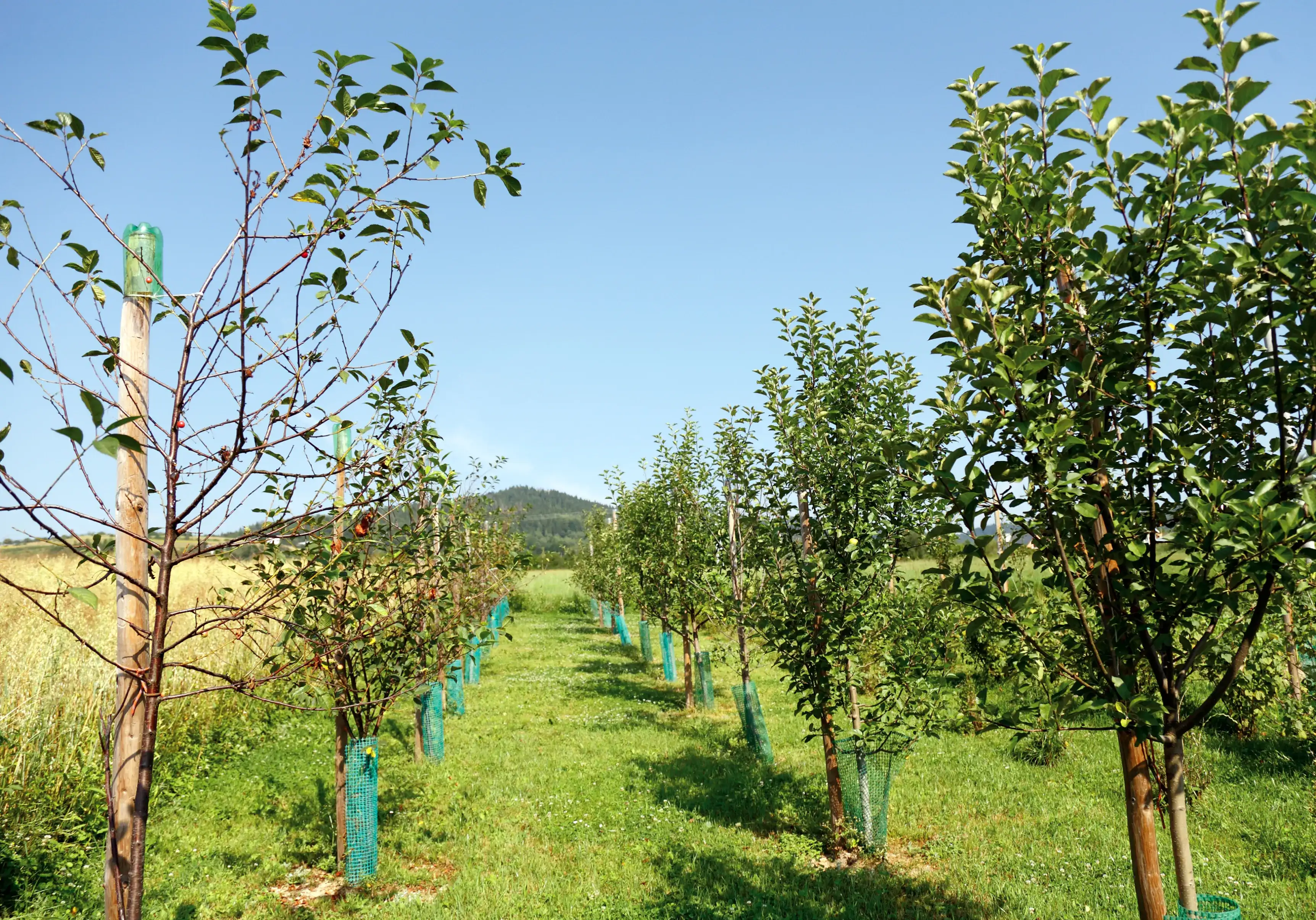 starting an orchard how to part 2