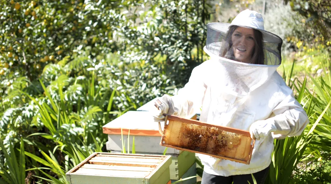 blog wild alternative to honey bee