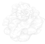 user image 2