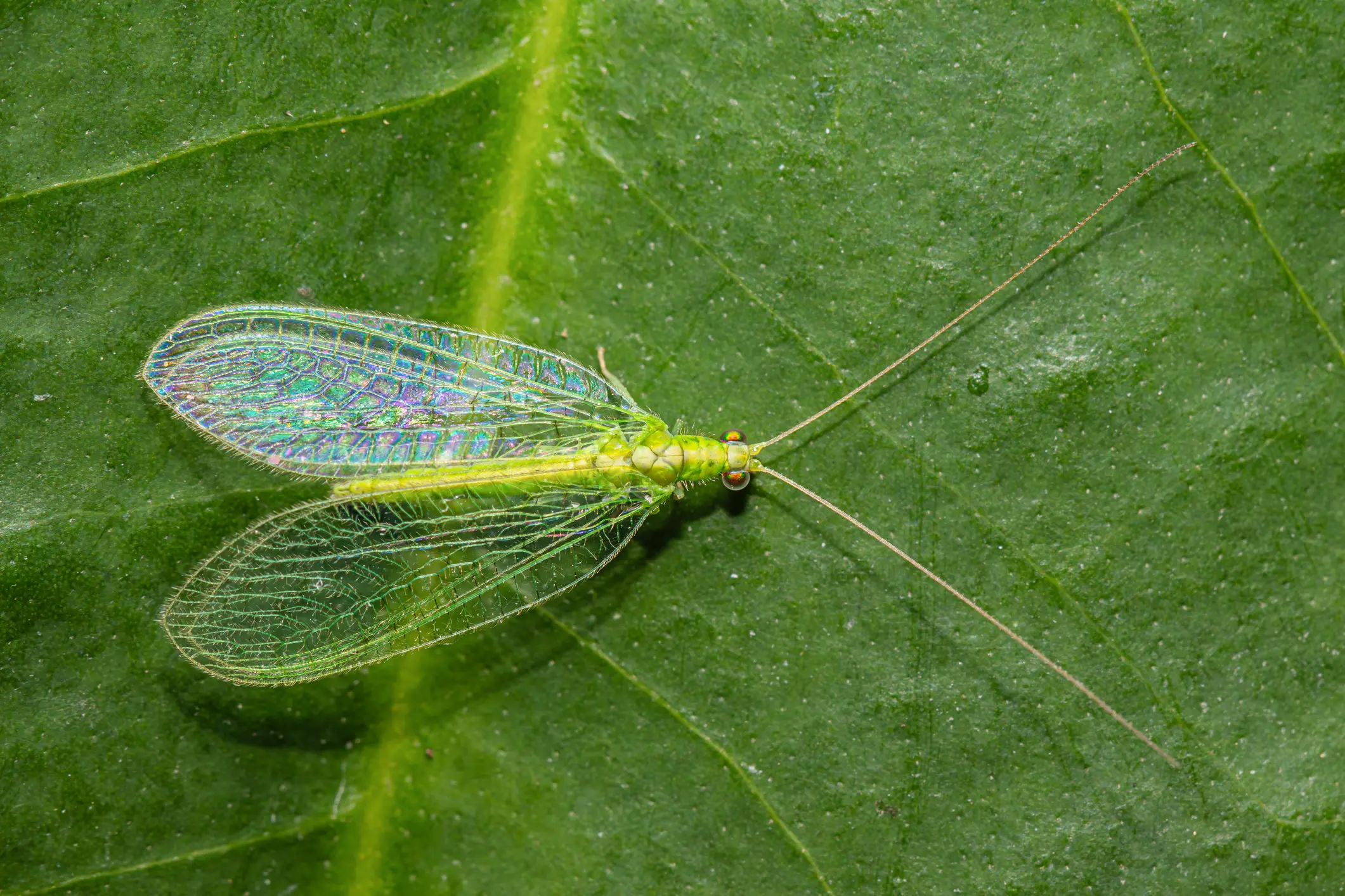 adult green lacewing IPM