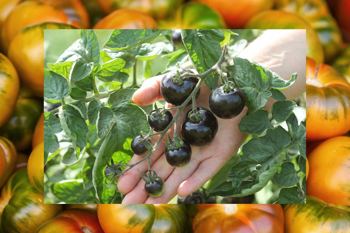 black heirloom tomatoes hand farm