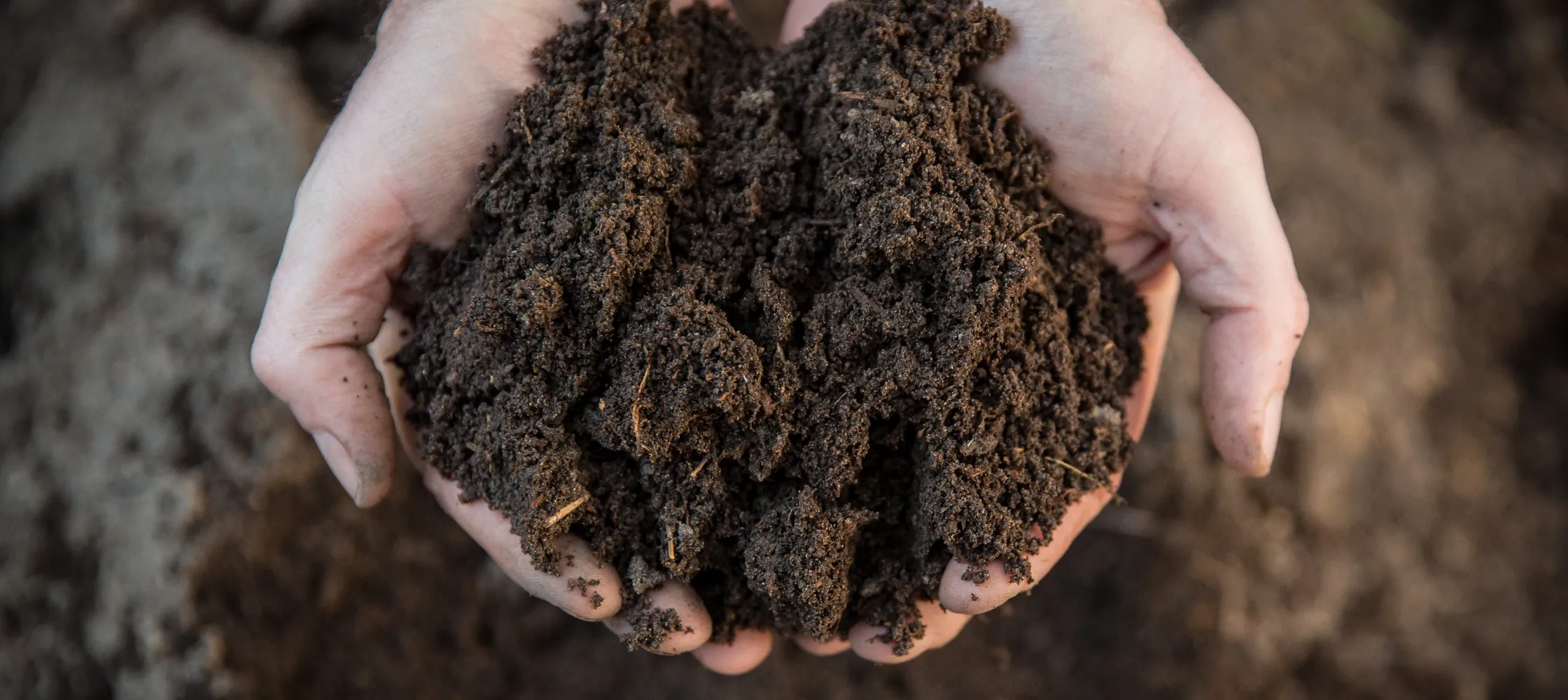 Unraveling the Potential of Soil Microbiota in Agriculture