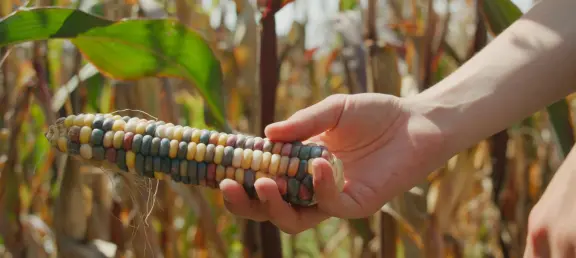 Why Your Farm Should Use Regionally Adapted Seeds