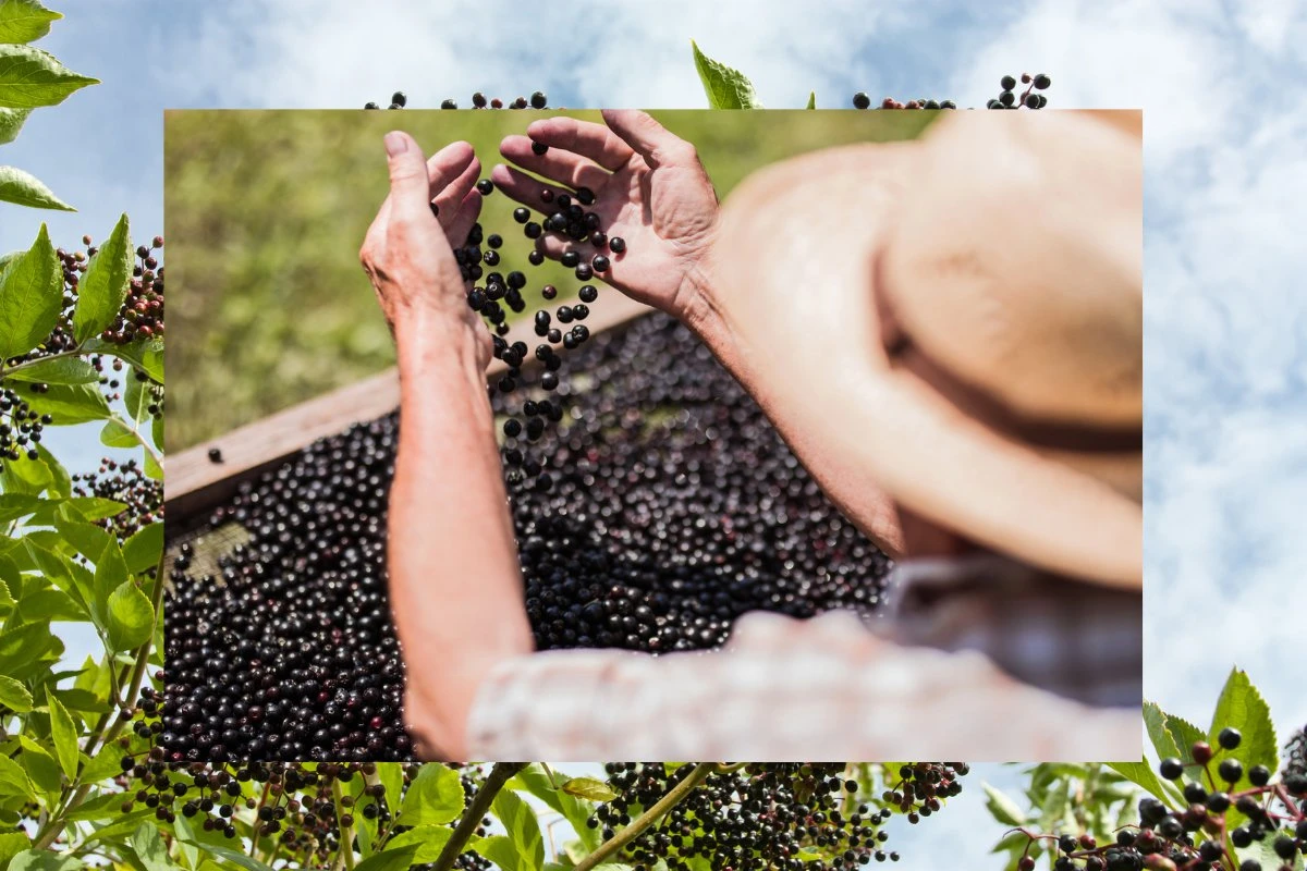 elderberries harvest farm