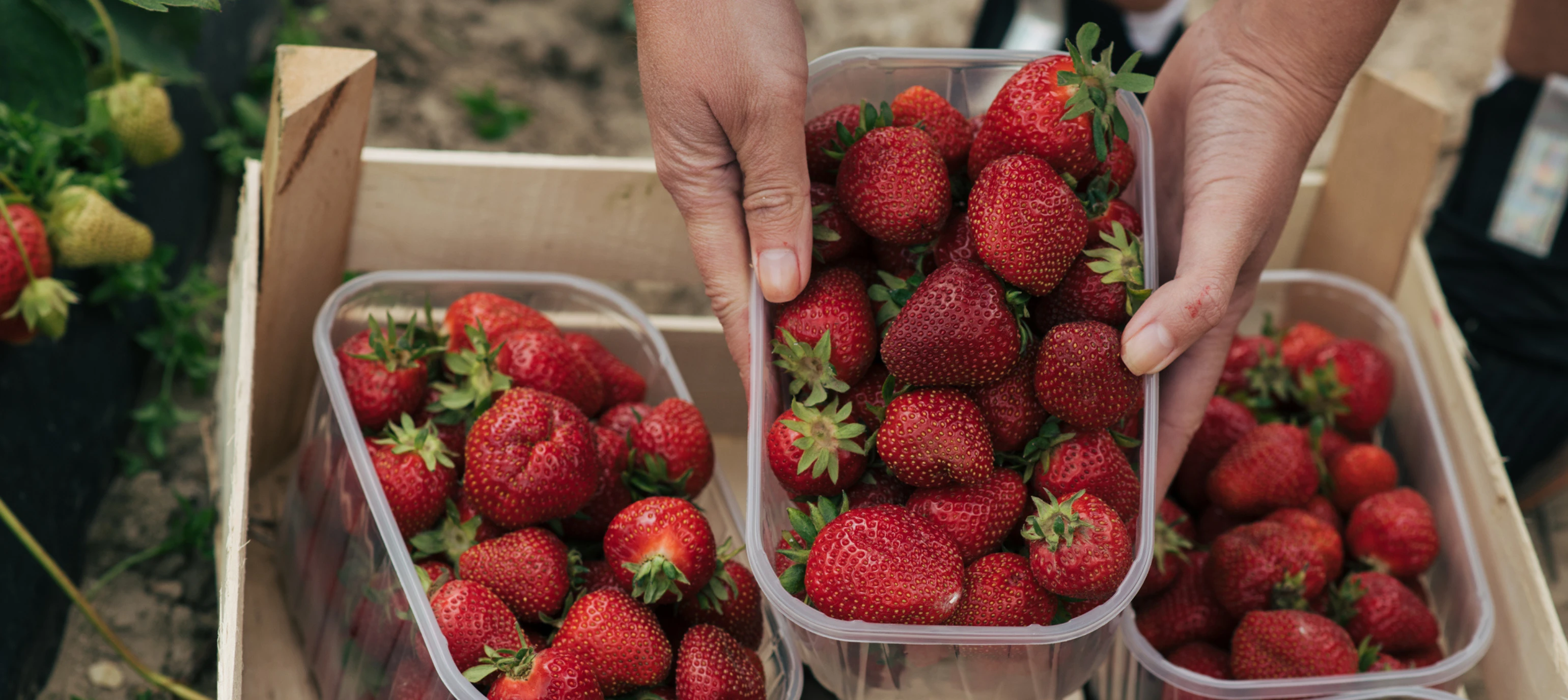 How to Boost Your Online Farm Sales with Effective Agriculture Marketing