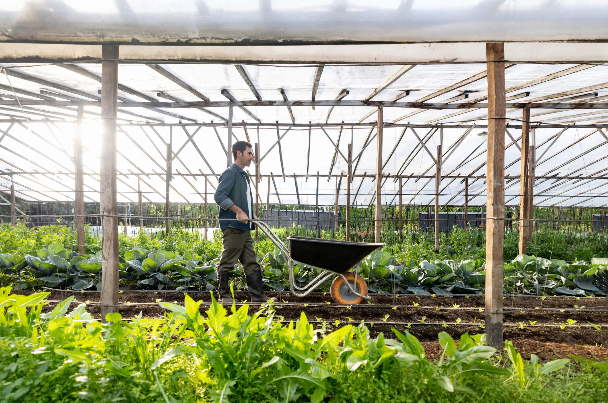 farmer pushing wheelbarrow