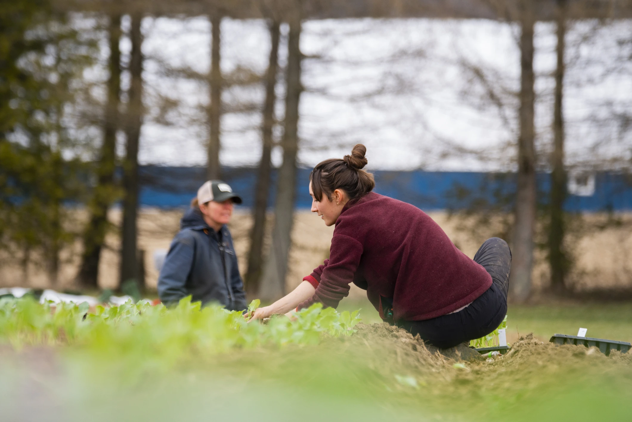 farmers_transplanting_agriculture_cooperative