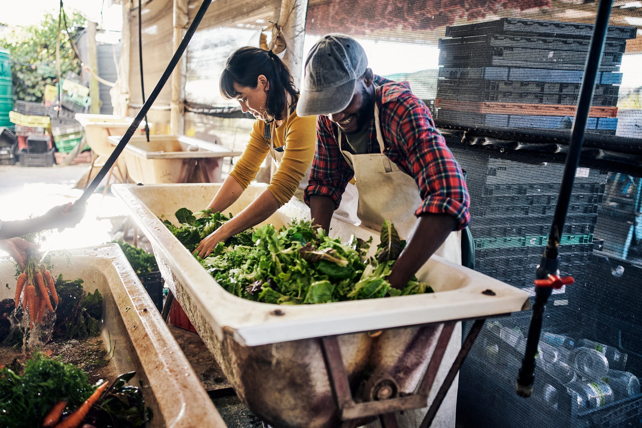 farmers_washing_greens_agriculture_cooperative