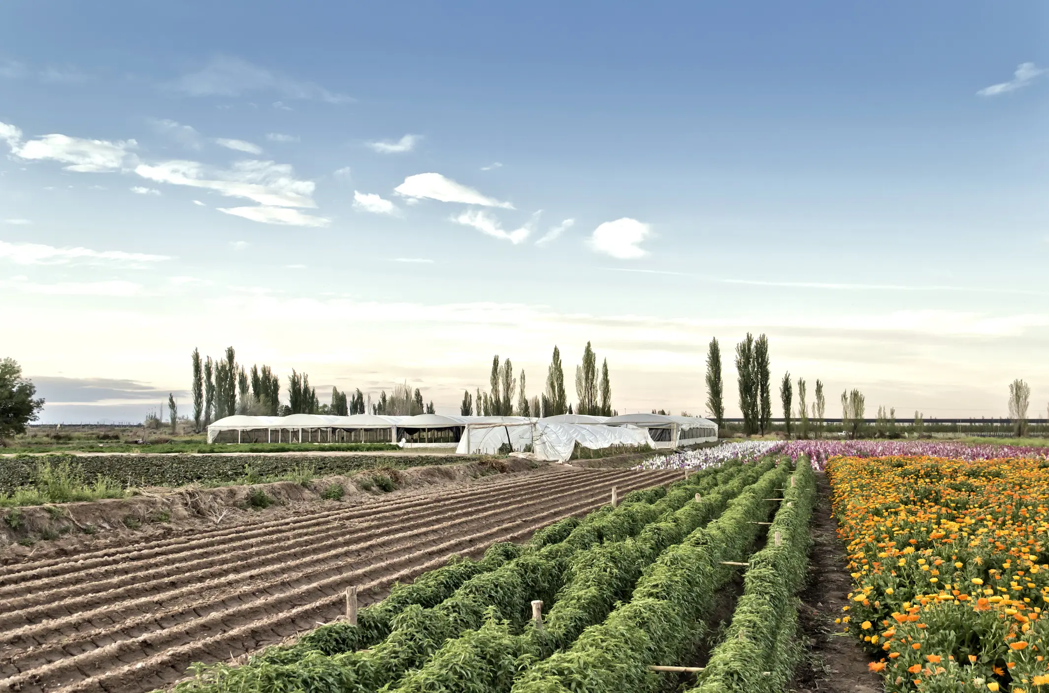 flower farm tilled beds