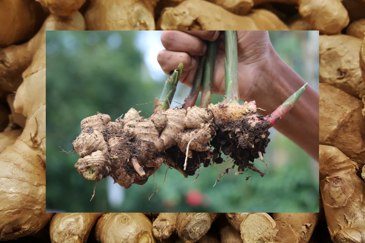 fresh ginger harvest farm