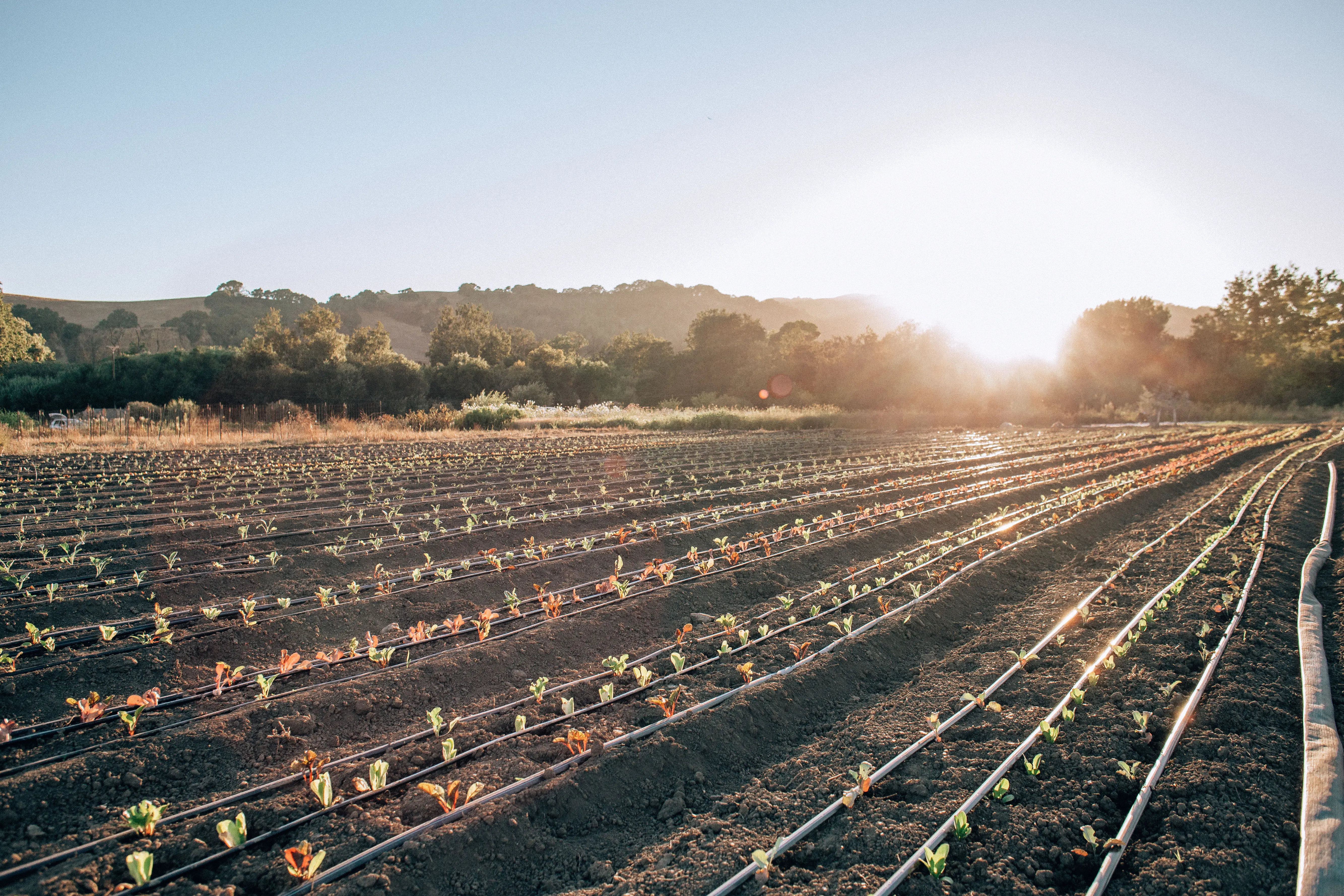 freshly prepped field seedlings farm