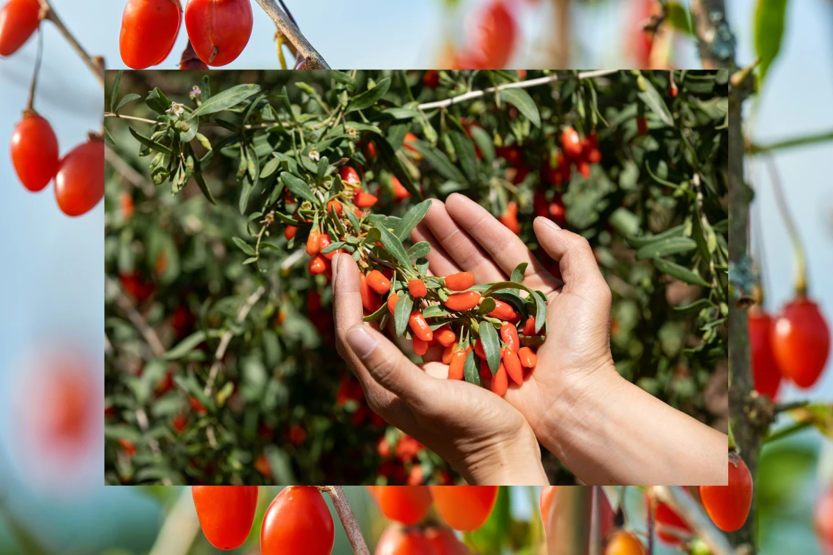 goji berries harvest farm