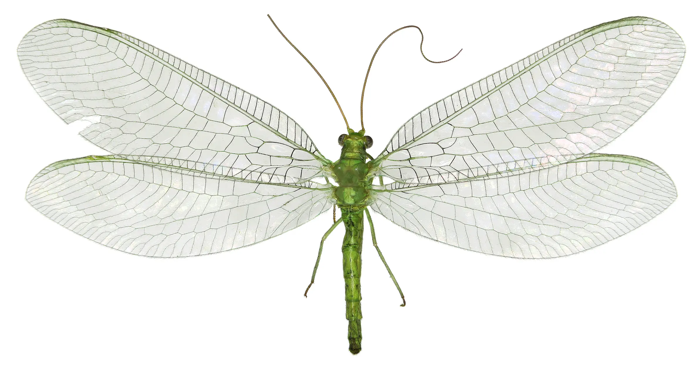 Why Green Lacewings Are Essential for Eco-Friendly Pest Control on Your Farm