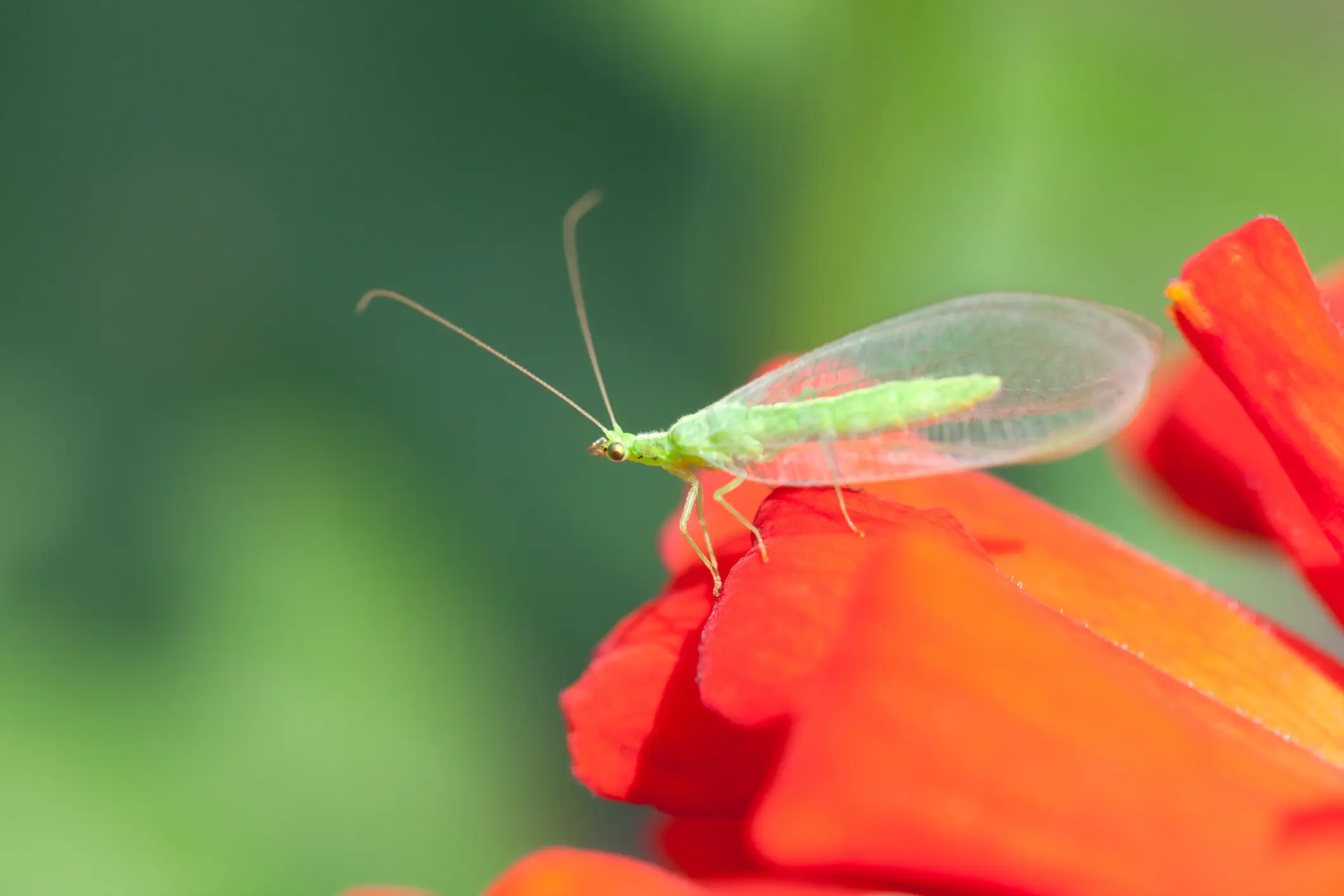 green lacewing red flower