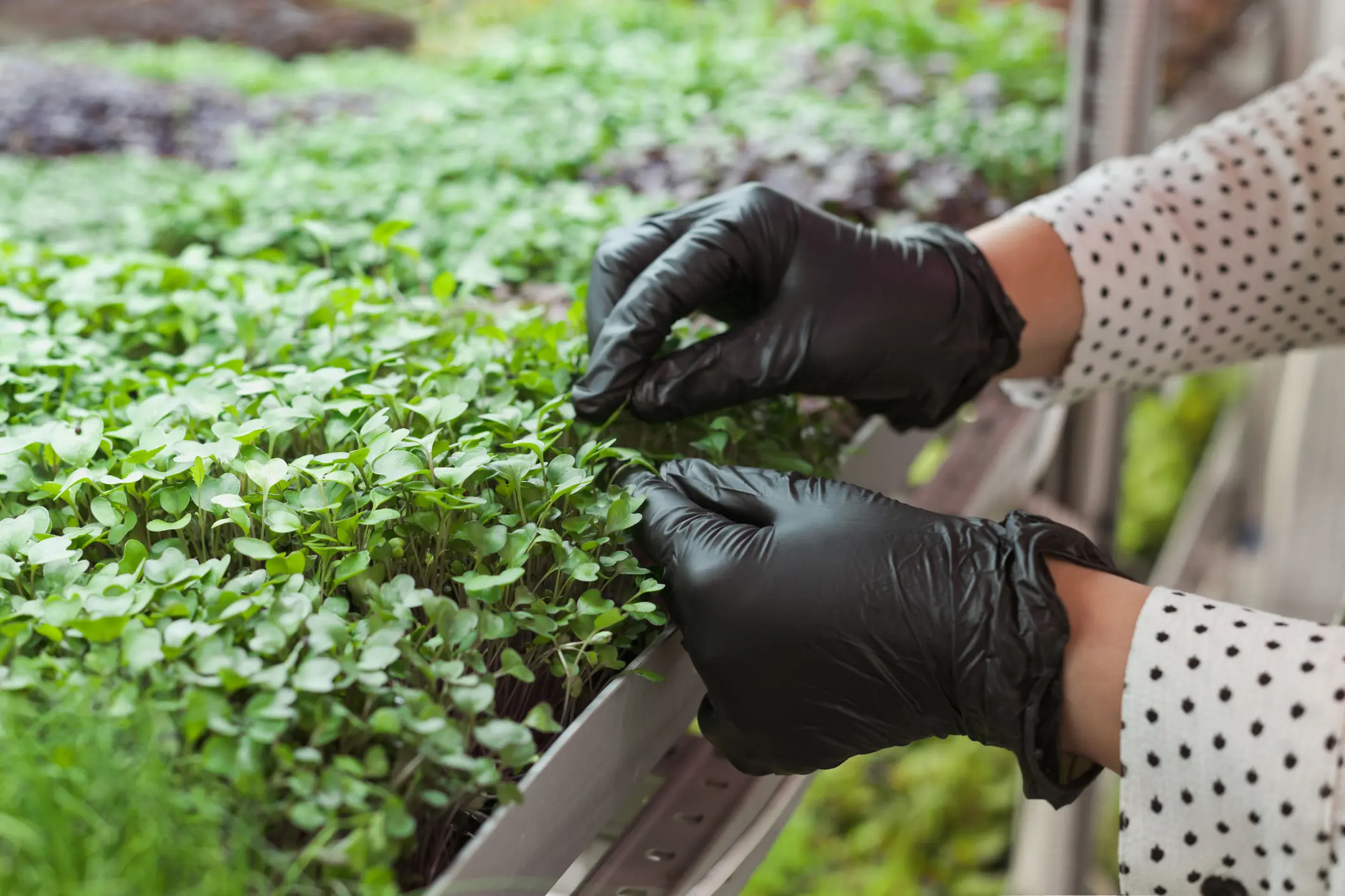 hands gloves inspecting microgreens farm