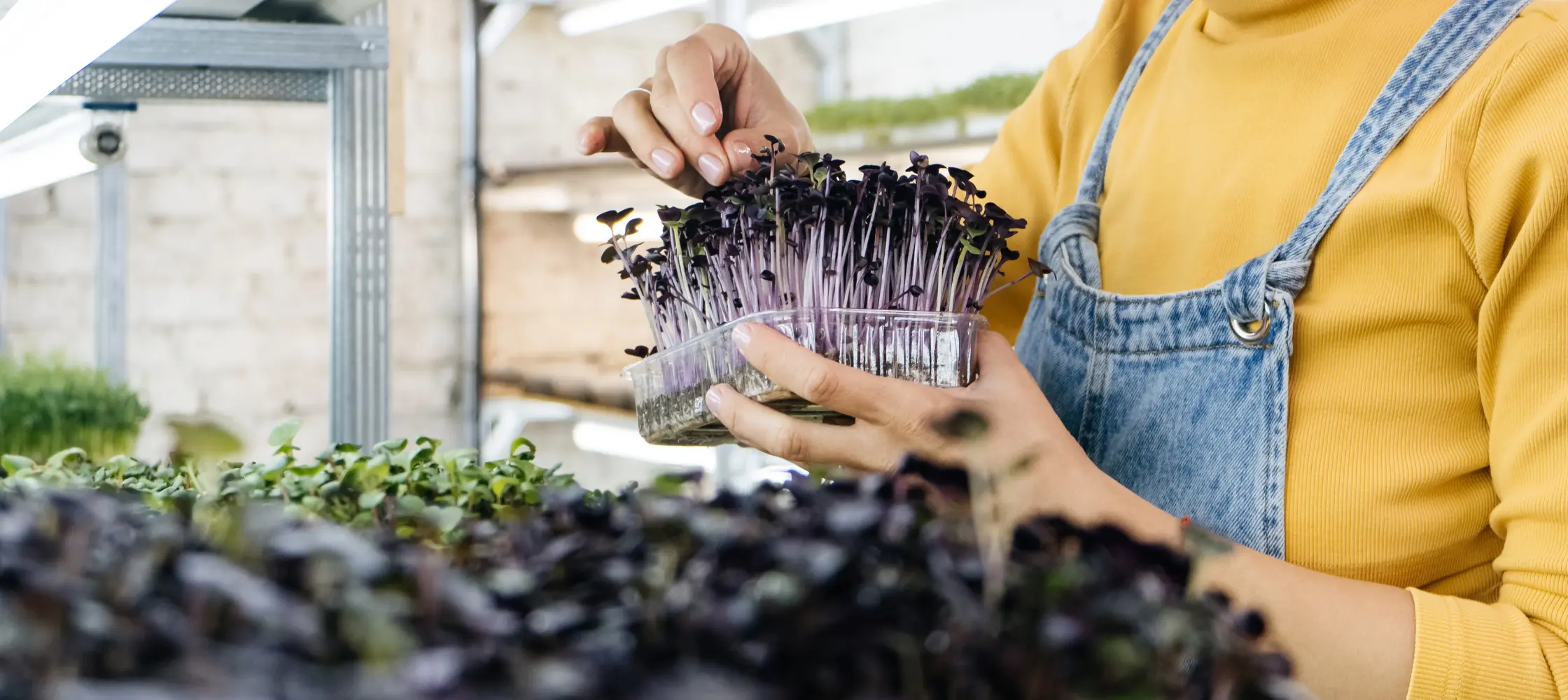 hands microgreens farms