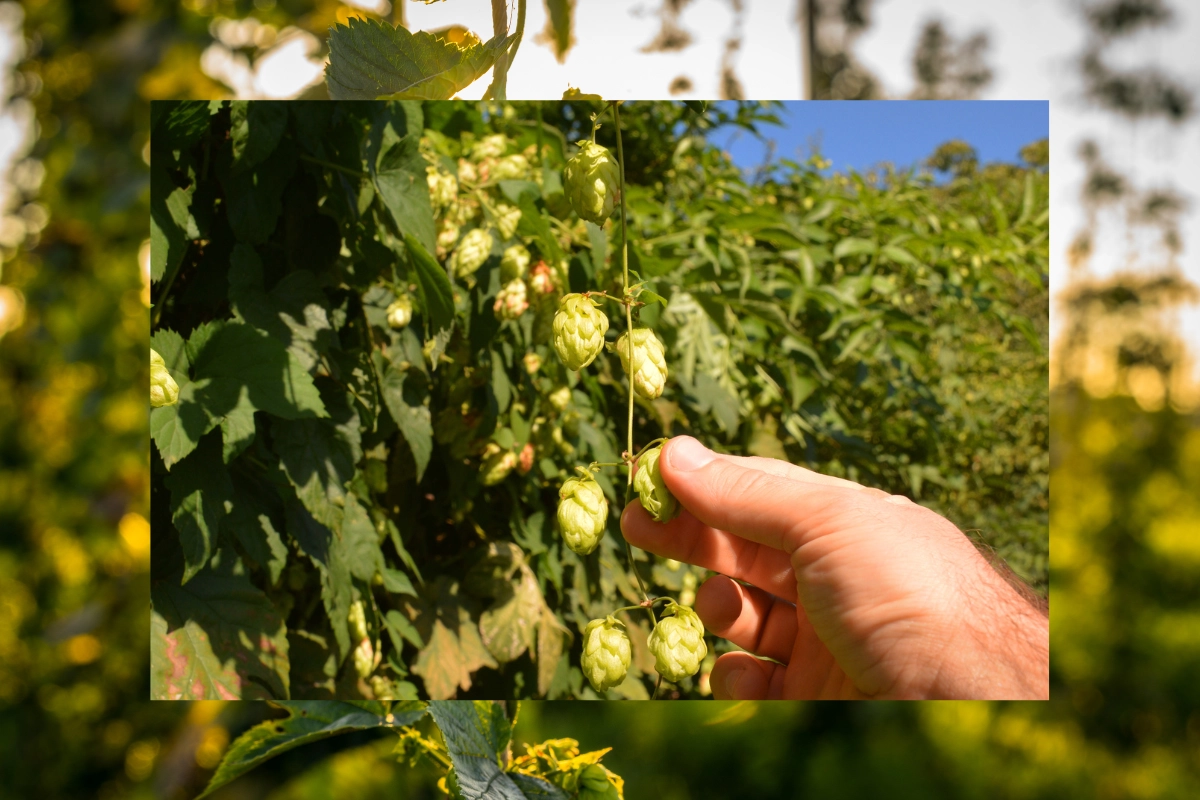 hops harvest farm