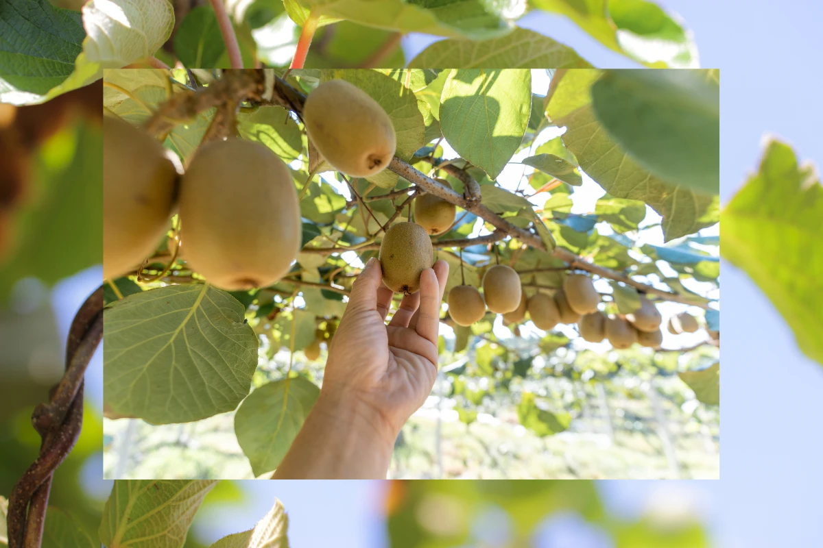 kiwi harvest farm