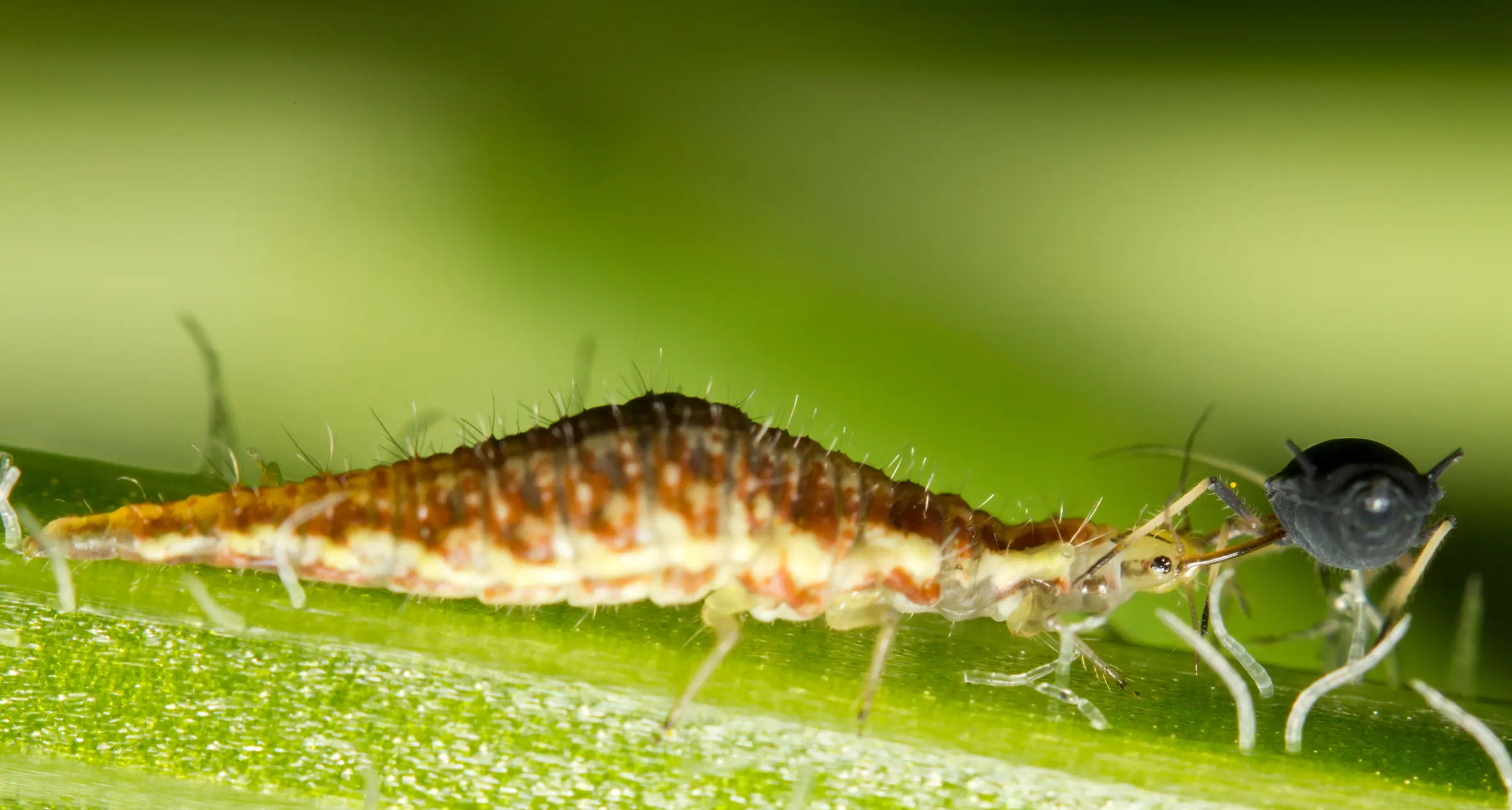 lacewing larvae eating aphid