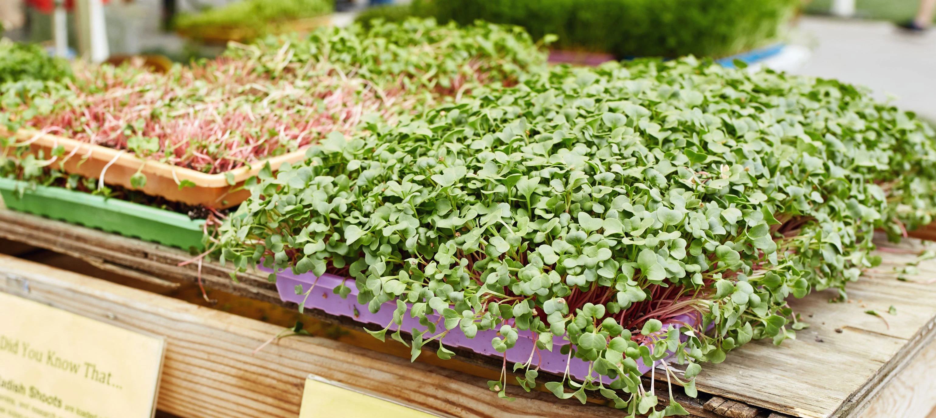 microgreens farmers market