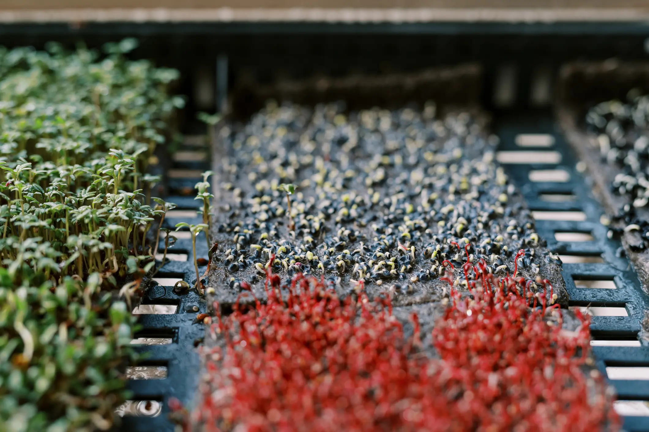 microgreens germinating farm