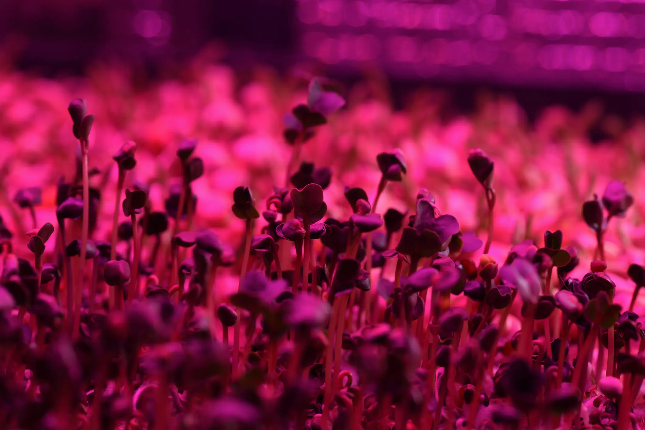 microgreens grow lights farm