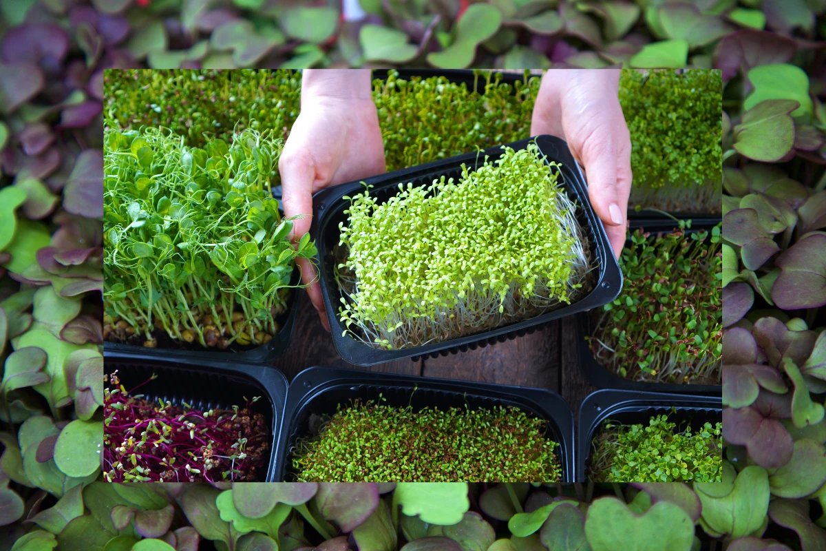 microgreens tray farm
