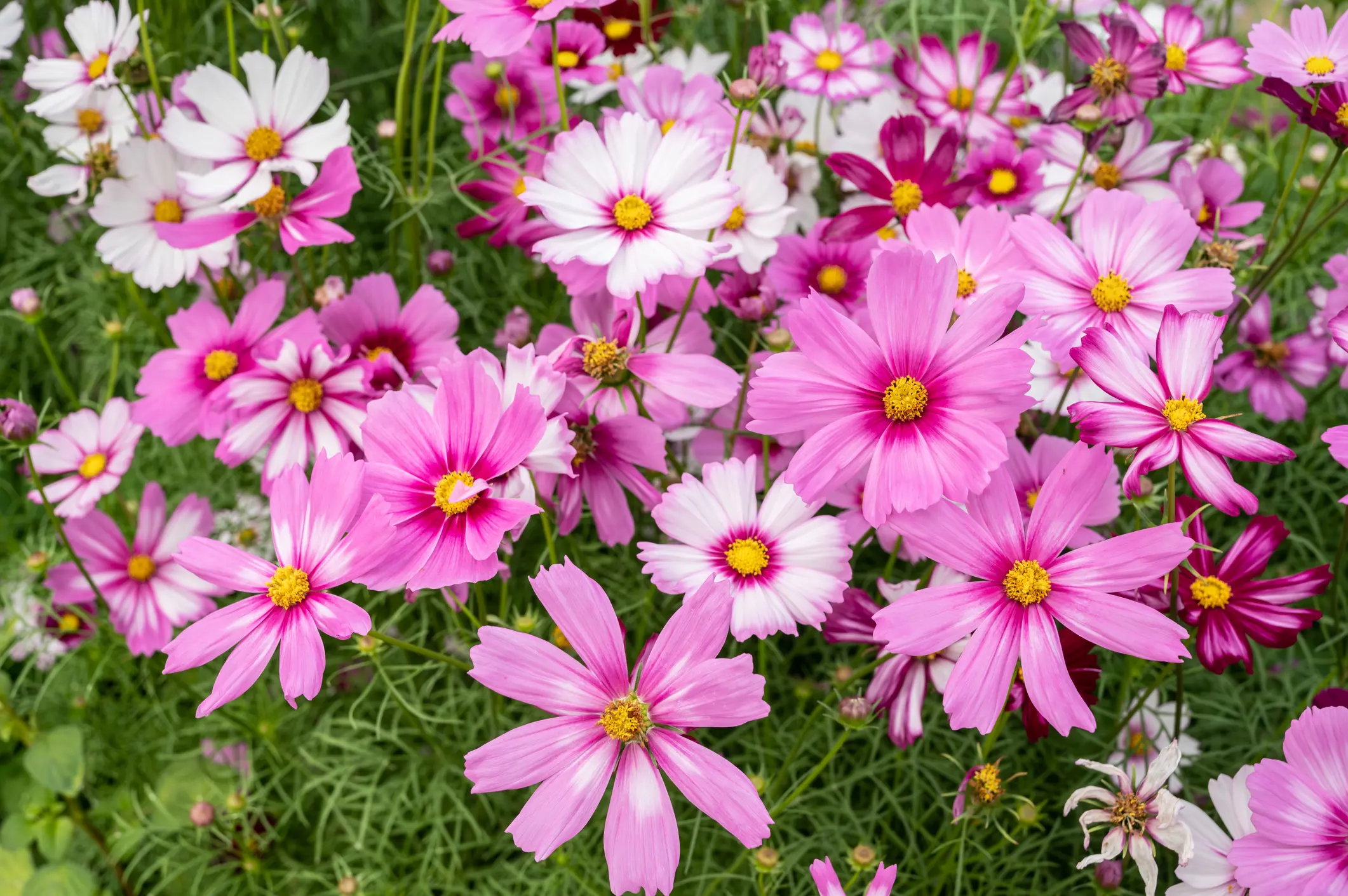 pink white cosmos flower