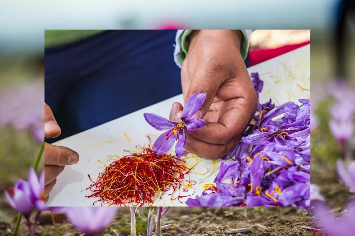 saffron harvesting farm