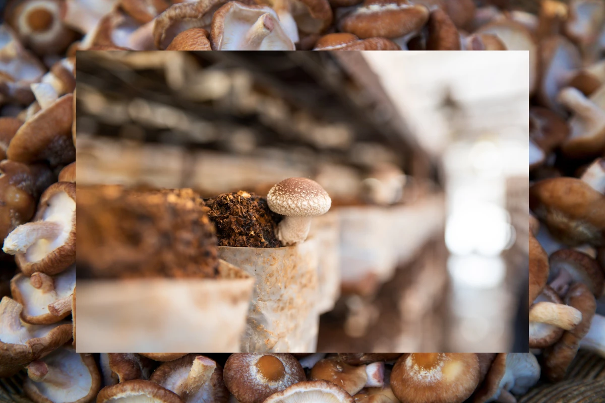 shiitake mushroom farm